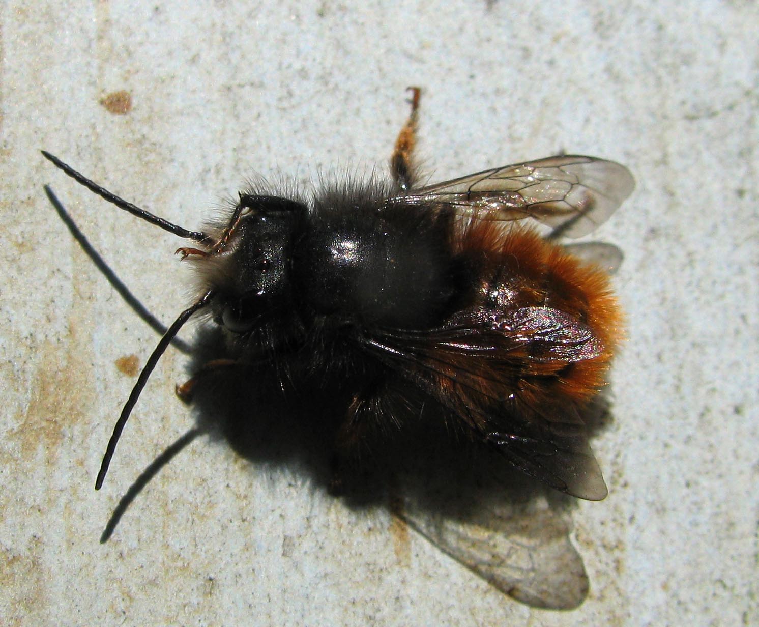 maschio di Osmia cornuta